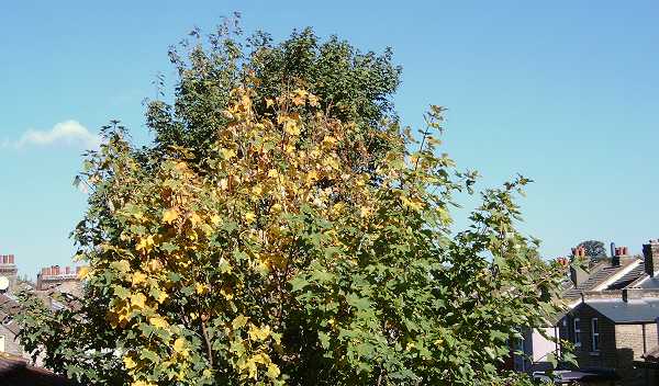 Leaves glowing gold in the Autumn sun