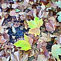 autumn leaves in Ladywell Park