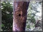 Woodpecker activity