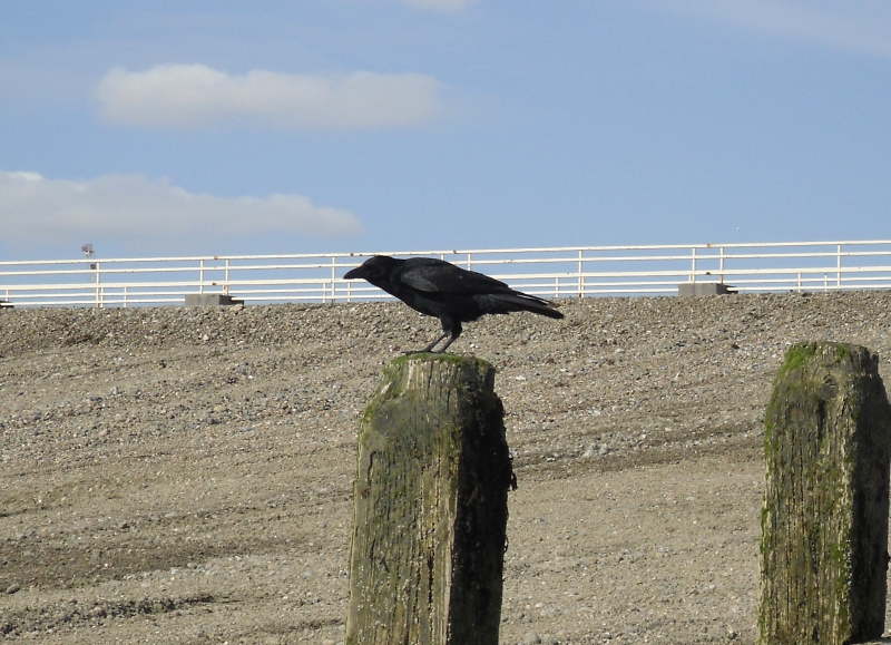 A crow