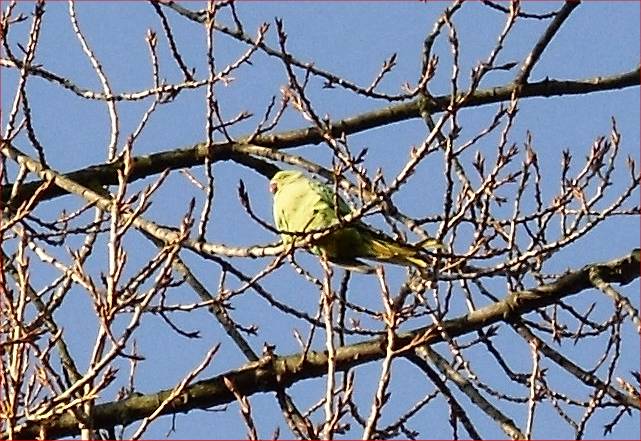 A Ladywell parrot