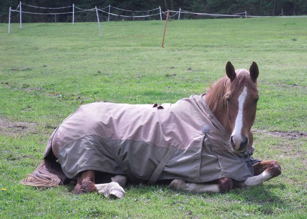 Horse in field