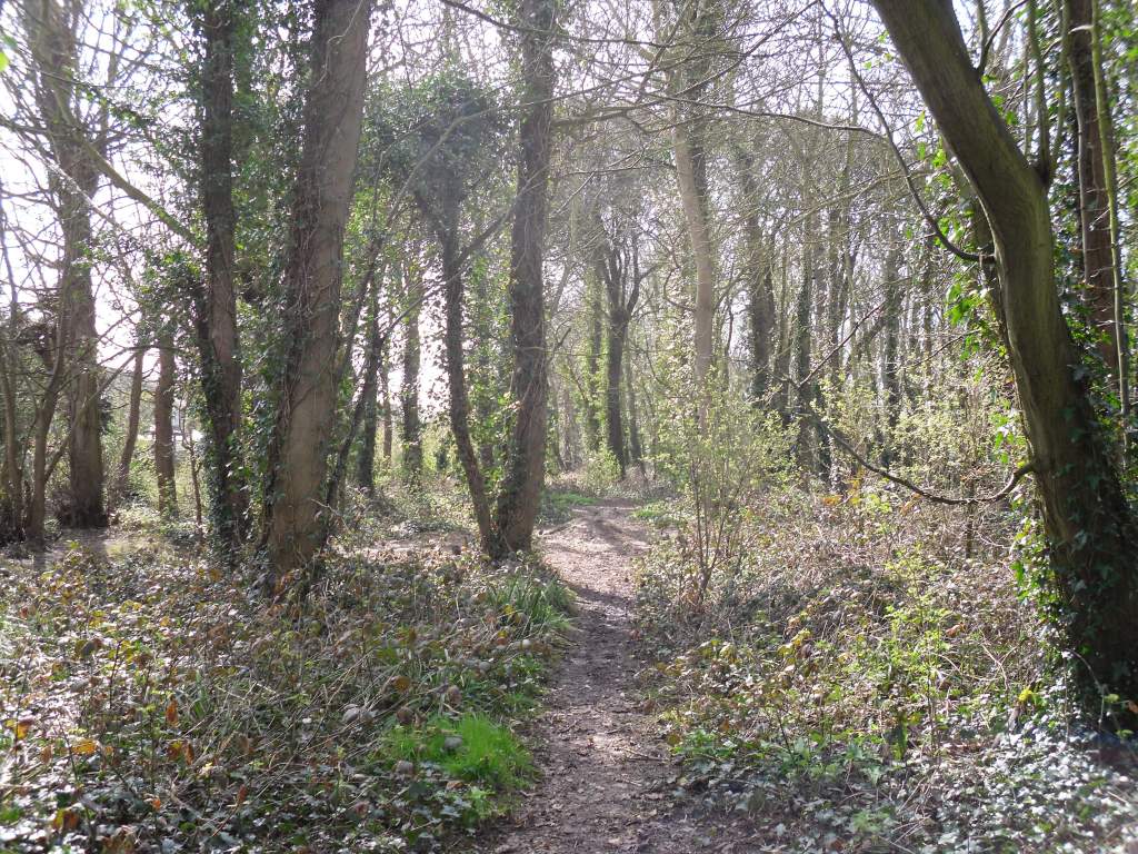 small wood near to the beach at Goring