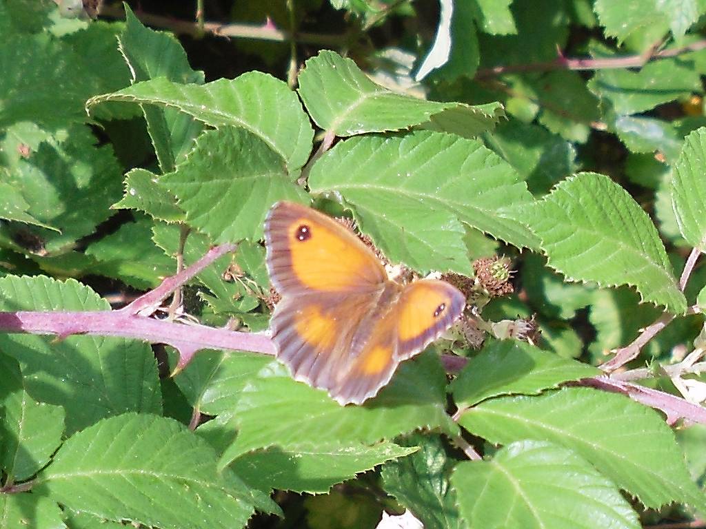 Gatekeeper butterfly