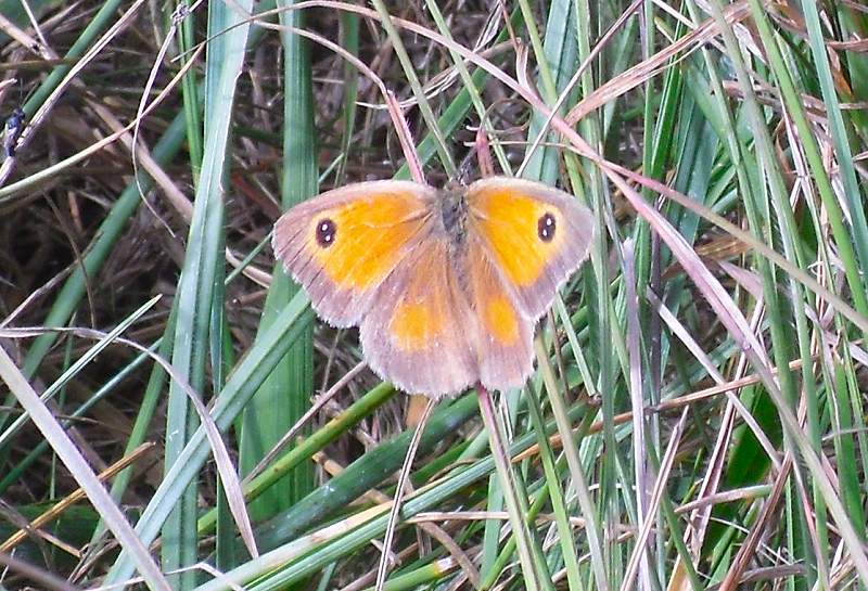 Gatekeeper butterfly