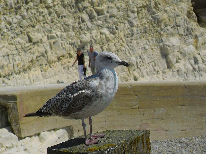 juvenile Great Black-backed gull