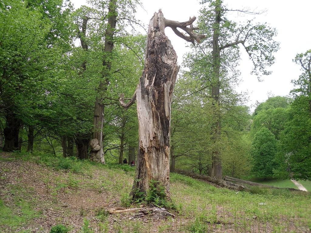 lightning tree