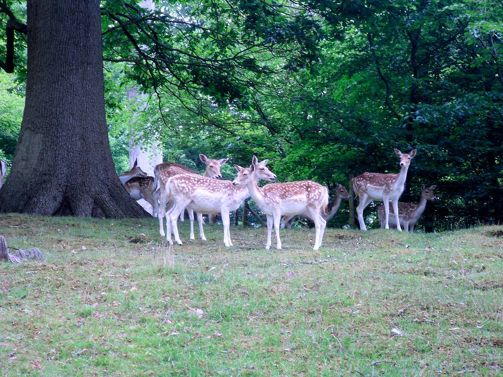 crossed deer