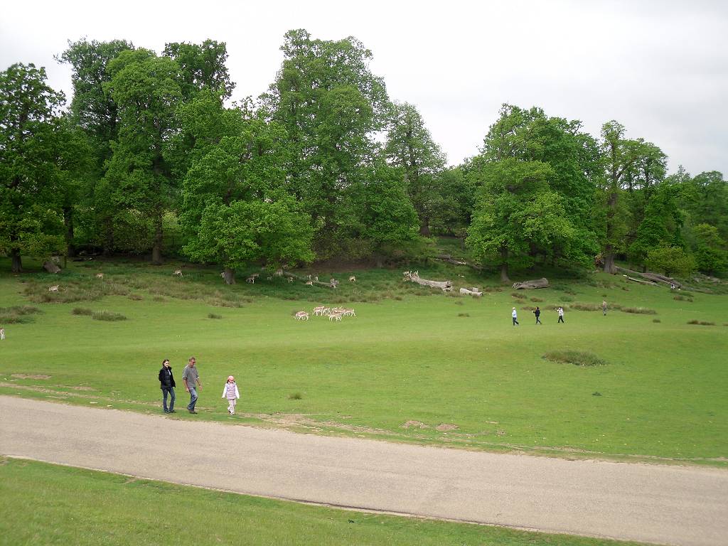 People, trees and deer