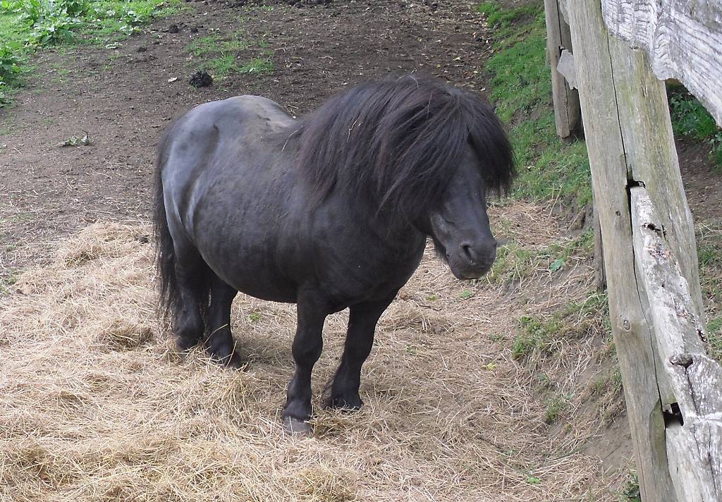 shetland pony