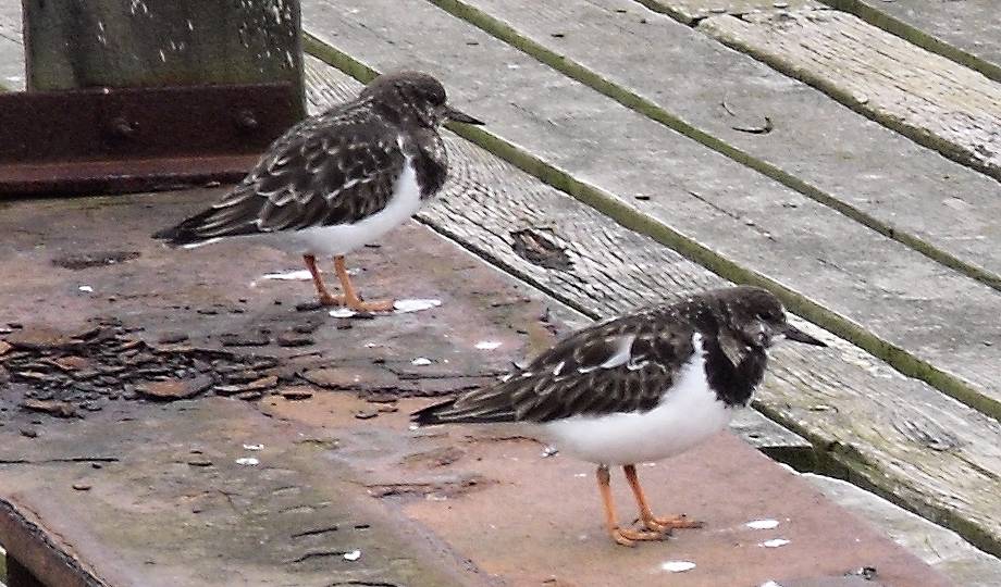 two birds posing