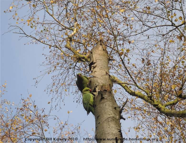 Parakeets in tree