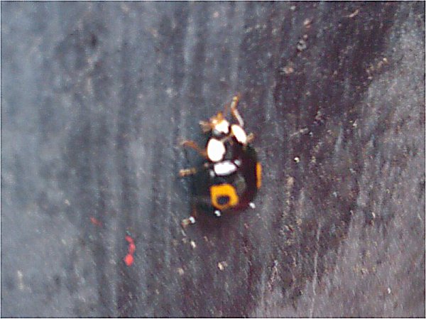 Harlequin Ladybird