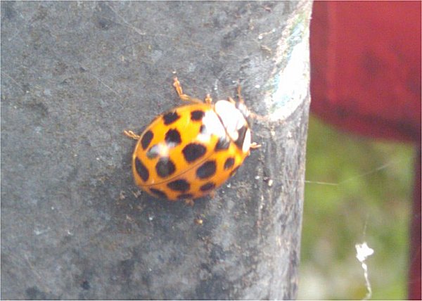 Harlequin Ladybird