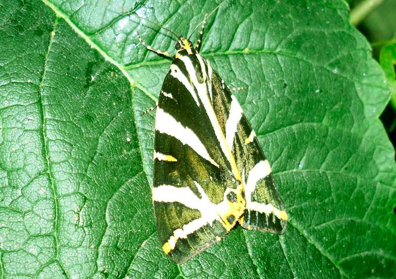 Jersey Wood Moth