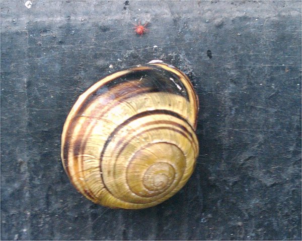 Snail and red spider mite