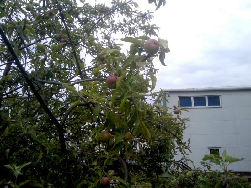 Apples in King George park, Earlsfield