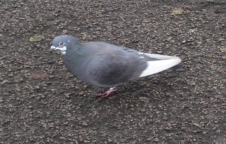 Pigeon