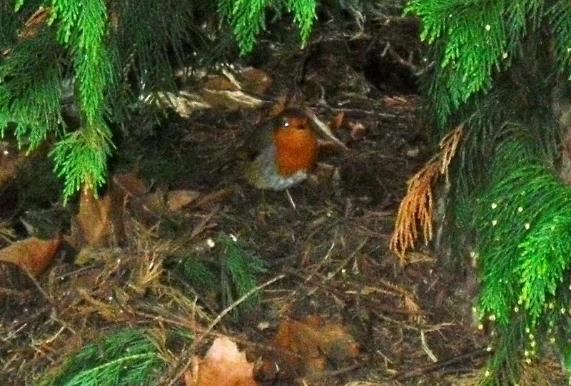 A robin in the dull gloom