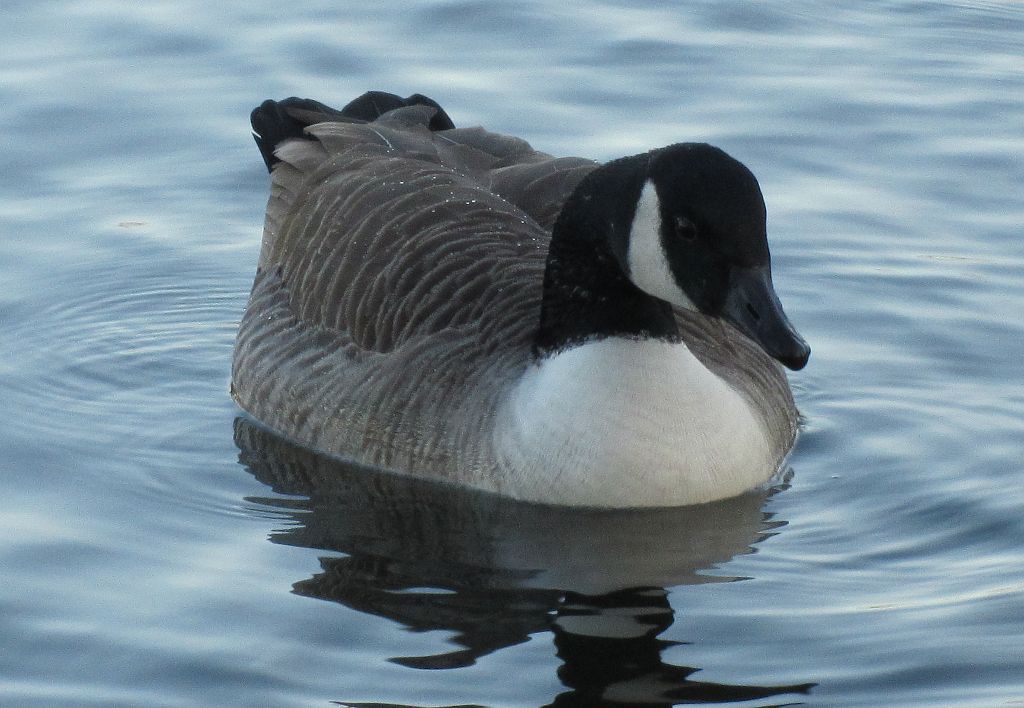 close up of a duck on Wandsworth Common pond