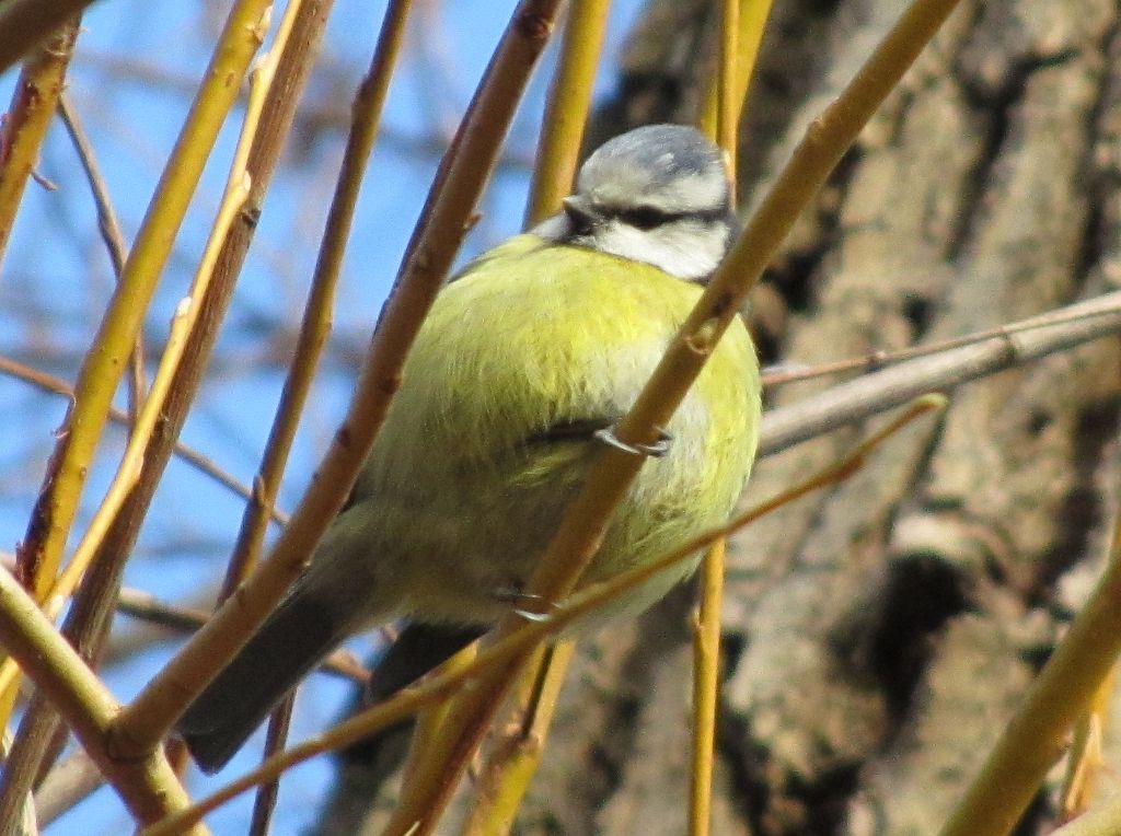 Yellow fluffy bird