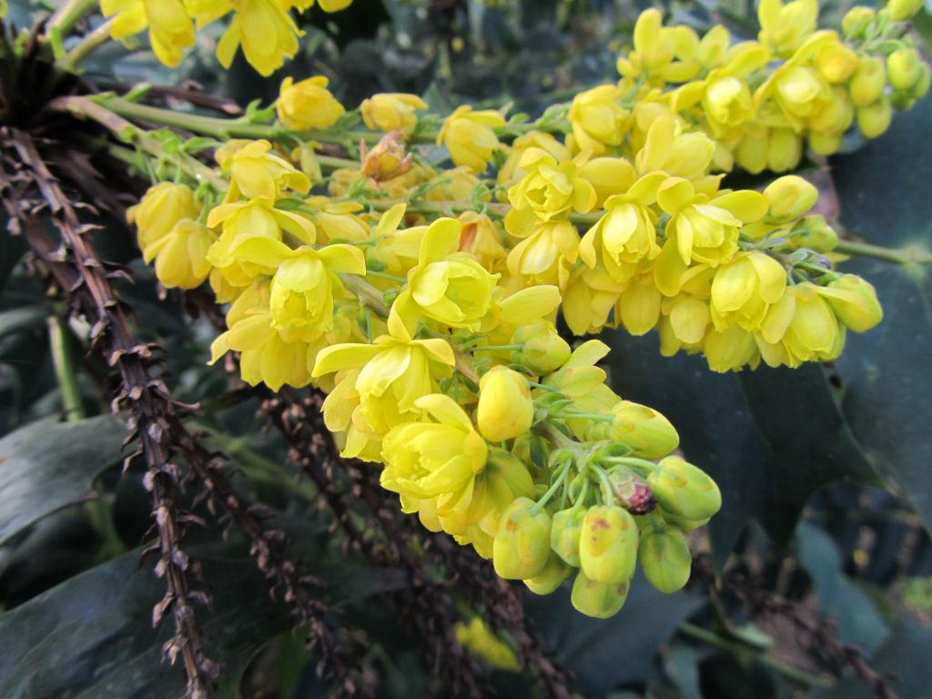 Honeysuckle or something