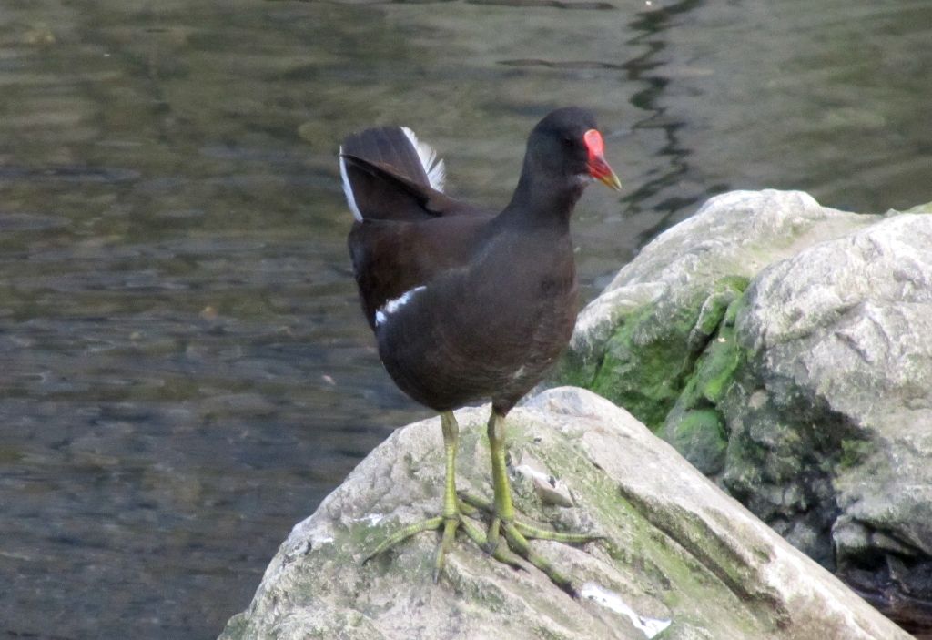 bird on a rock