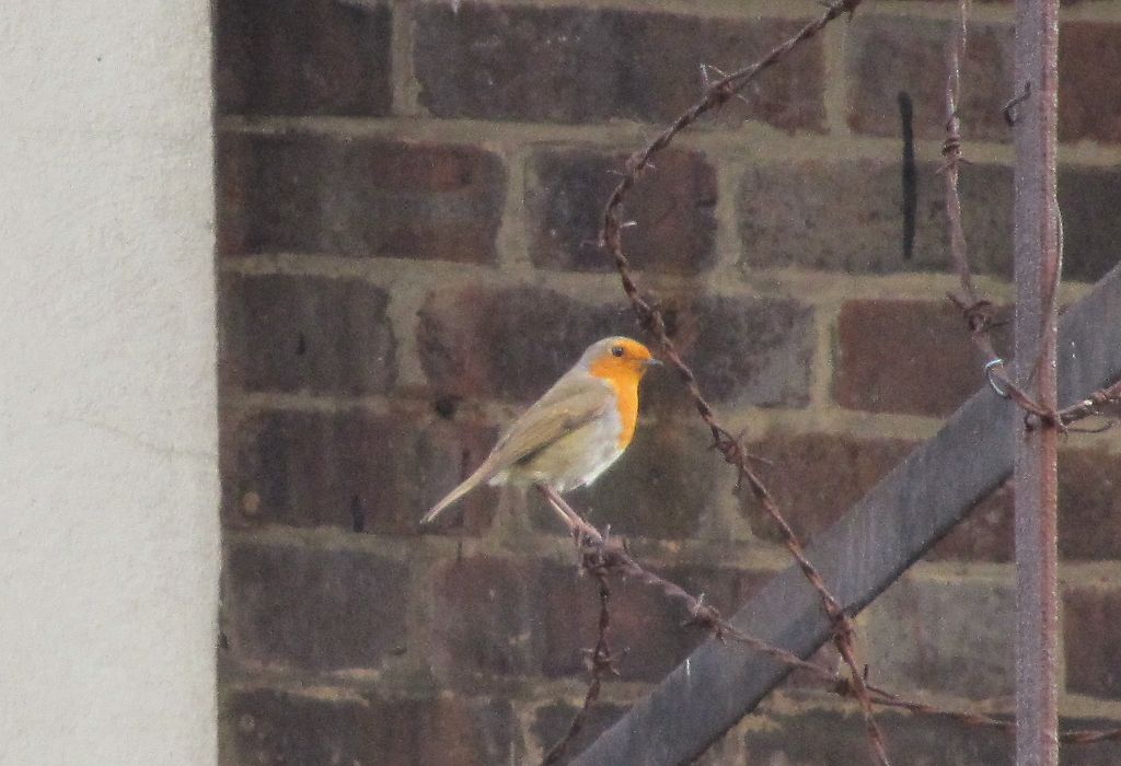 Robin on barbed wire