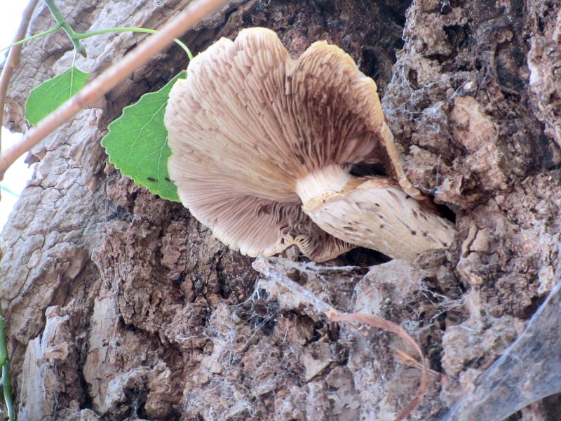 some sort of bracket fungus