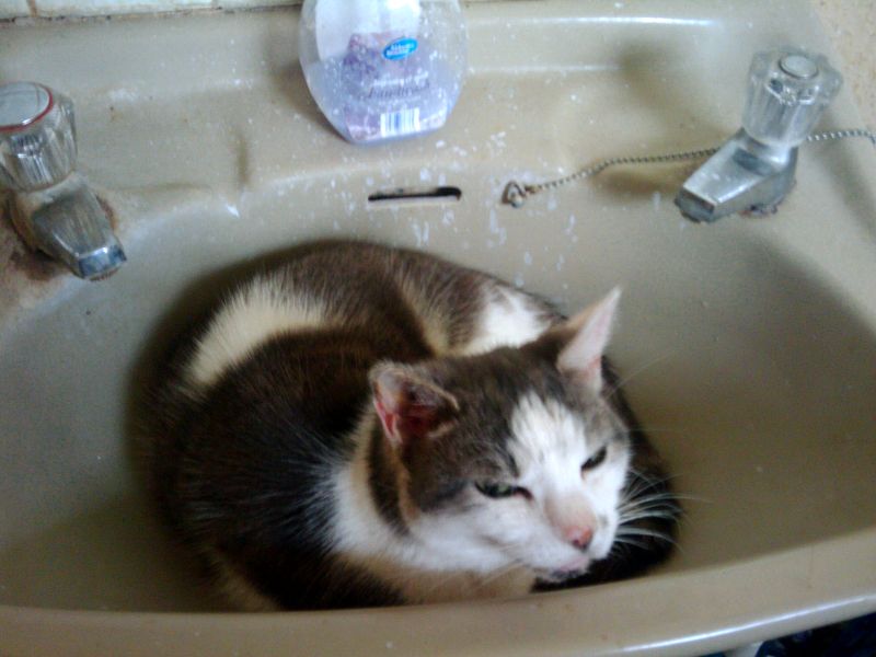 Smudge sleeping in the handbasin
