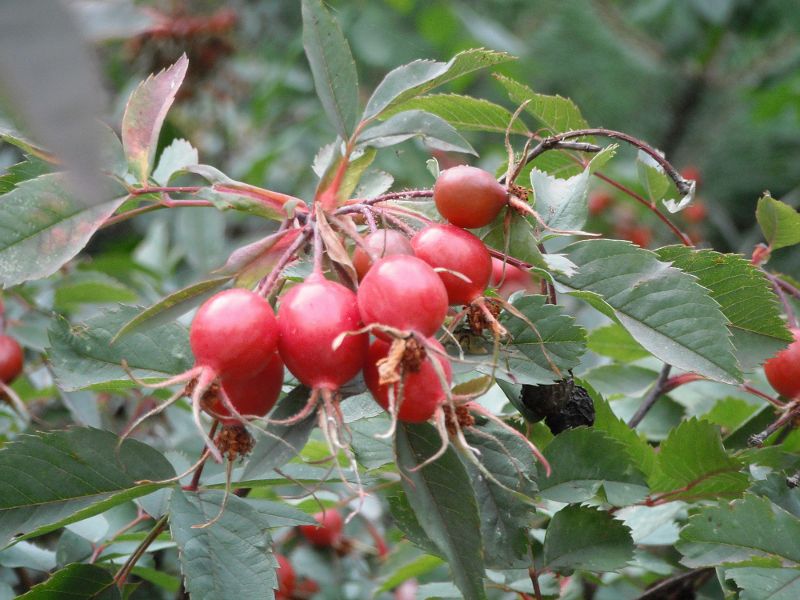 bright red berries