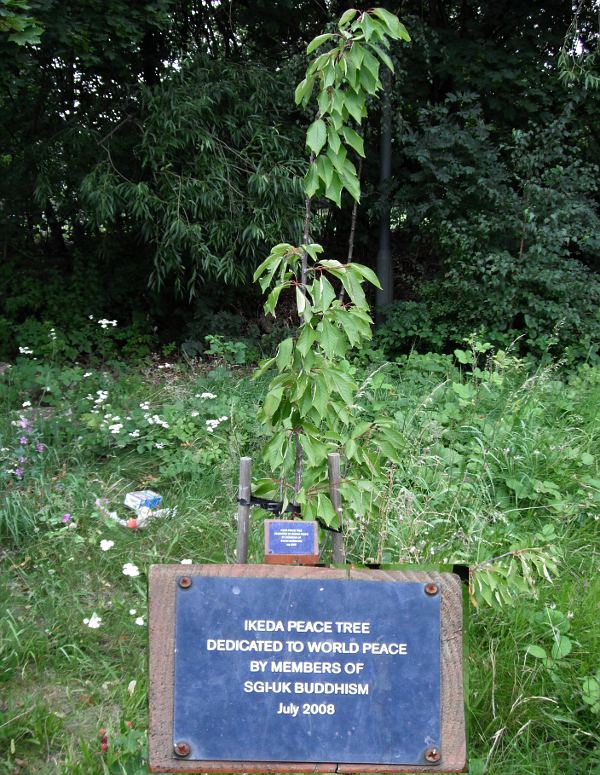 peace tree