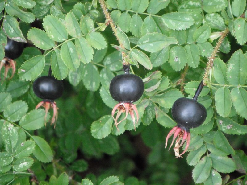 black coloured berries