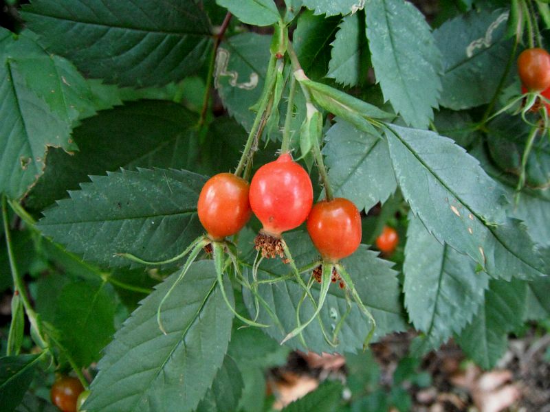 really bright red berries