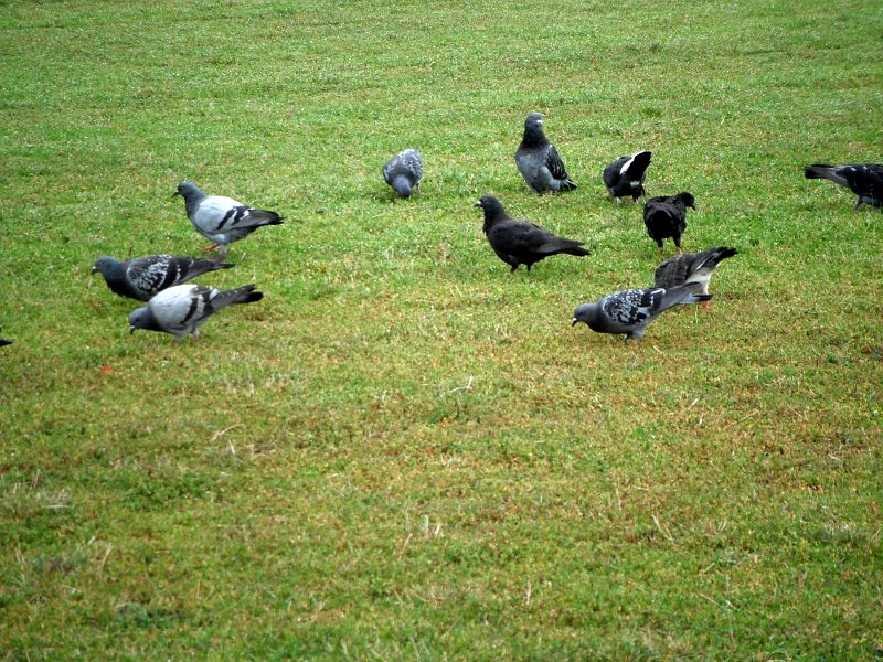 pigeons