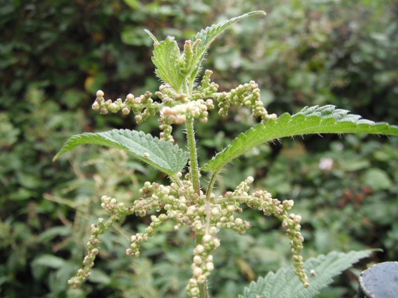 nettle in flower