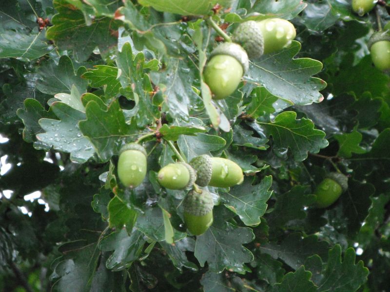 acorns