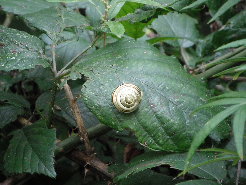brightly coloured snail on a leaf