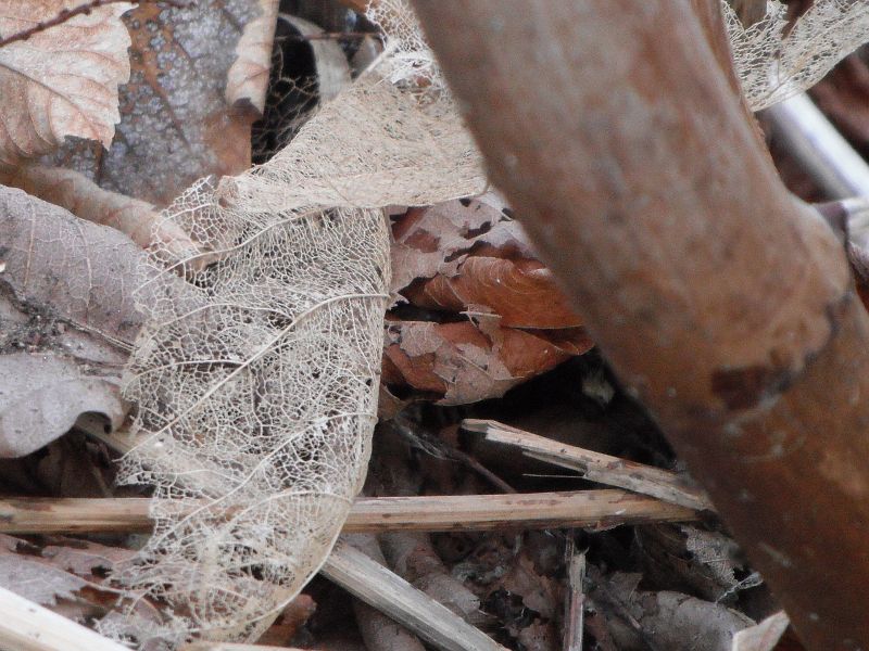 filigree pattern on decaying leaf