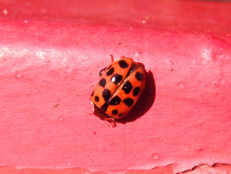 Asian ladybird