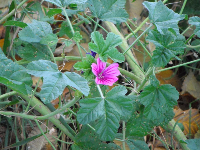 purple flower