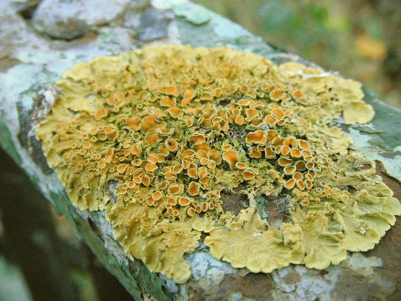 yellow lichen