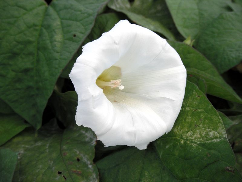 convulvulus