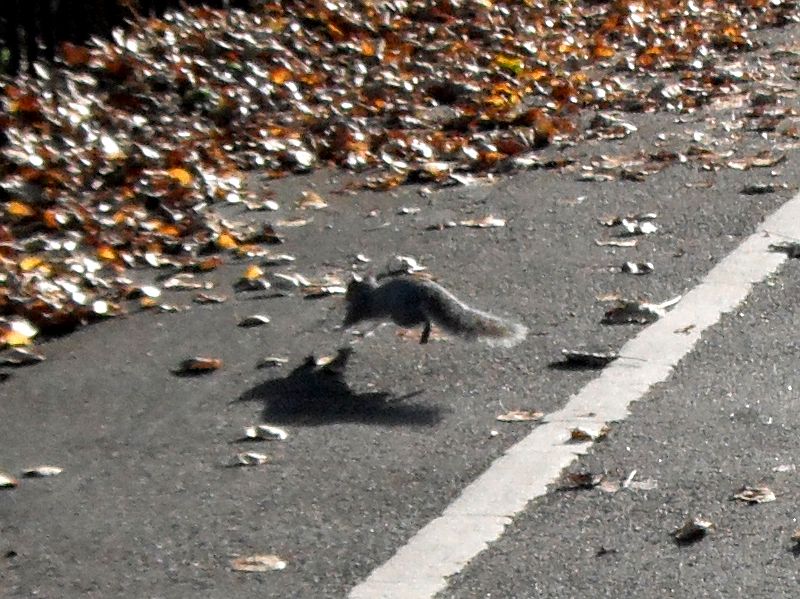 leaping squirrel