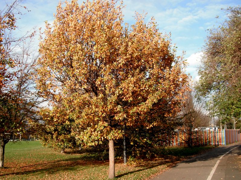 a young oak tree in it's autumn colours