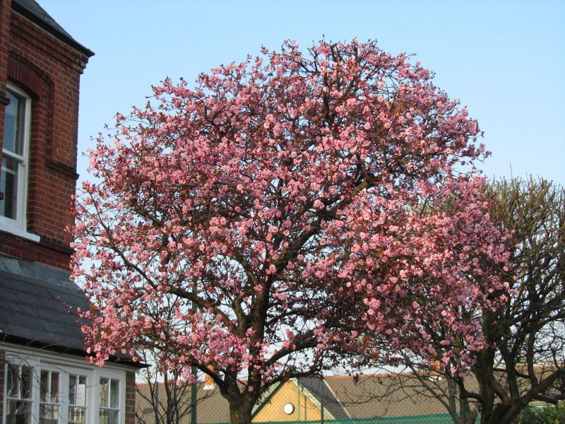 tree in blossom