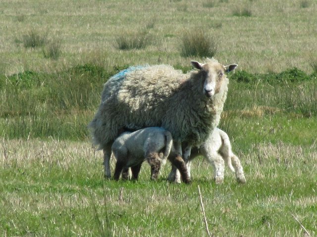 Sheep with two lambs