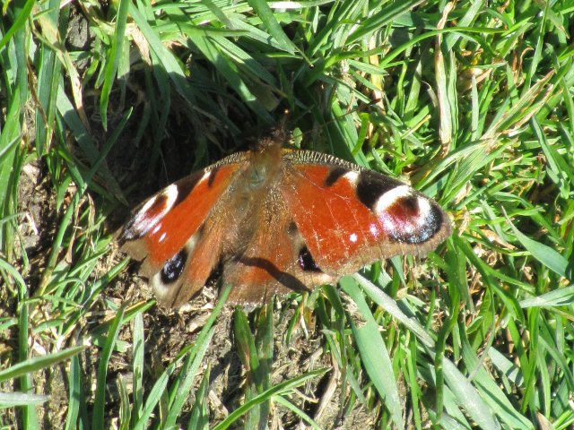 Peacock butterfly