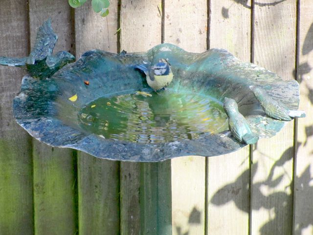 blue tit in a bird bath