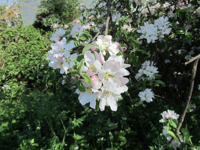 crab apple blossom